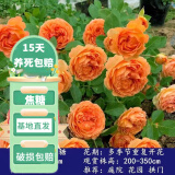 花友藤本月季花苗月季花树苗盆栽特大花苗庭院爬藤植物阳台蔷薇爬墙 蜂蜜焦糖【爬藤】大苗 1-1.3米高度多分叉