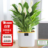 花翁水培盆栽花卉绿植一帆风顺 A级大盆白掌（菠萝吸水盆）源头直发