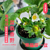 凤鸣雅世大棚栽秧草莓苗南北方阳台盆栽地栽当年结果盆栽香野草莓苗1盆