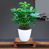 萌肉居八方来财鸭掌木苗七叶莲鹅掌柴苗绿植鸭掌木植物懒人盆源头直发