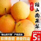 梦宛怡辽宁鞍山特产南果梨东北当季酒香水梨子现摘新鲜酥脆南国梨水果 带箱10斤优选大果80-120g约48粒 精品果