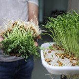 寿禾 豆种子豌豆苗秋冬季菜芽菜种籽蔬菜四季绿豆菜籽 麻豌豆种子 500g【芽苗菜用】