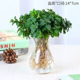 薄荷盆栽可食用夏季驱蚊虫绿植室内客厅阳台驱蚊草水培植物花卉 薄荷+水培风信子玻璃瓶
