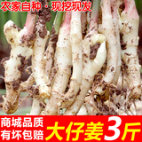 辰实四川嫩姜【顺丰可选】嫩仔姜新鲜 现挖子姜红芽姜醋泡姜 3斤四川嫩仔姜