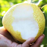 莹多爱【官方补贴】 砀山梨 老树梨子 生鲜水果砀山梨 安徽特产酥梨 10斤精选装(净重8.5斤)