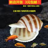 蓝海精灵天然大海螺  三湖j卷贝鱼卵孵化躲避鱼缸水草螺 寄居蟹替换壳 7-8cm条纹琴螺