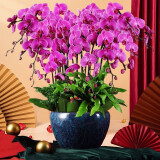 绿韵花田【两小时达】蝴蝶兰盆栽带花苞花剑花盆真花送妈妈女友端午节礼物 16株紫色（瓷盆随机）