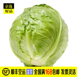 圆白菜 火锅食材 包菜 卷心菜 绿甘蓝 新鲜蔬菜1枚装 禾人 1枚装