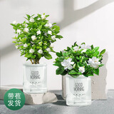 绿荫巷子茉莉花苗盆栽带花苞栀子花卉植物室内绿植浓香四季好养开花 2盆【自吸盆】茉莉花+栀子花