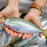 鲜可居东山岛养殖巴浪鱼 土豪蓝眼鯵 盐焗竹荚鱼刺身 新鲜冰冷冻 净重900g/4-5条【冷冻】