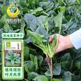 凤鸣雅世美味菠菜种子四季波菜种籽大全秋季蔬菜种孑趴地菠菜种子10克