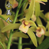 高宅矮种浓香型兰花苗【香妃】四季兰花盆栽室内花卉绿植好养 小美人2苗