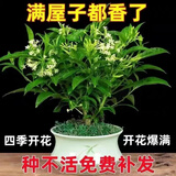夜来香花树苗夜来香盆栽花卉植物室内驱蚊花苗浓香四季开花吸甲醛 特大苗2颗【当年开花爆满】+送肥