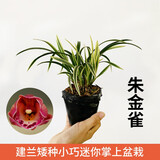 劉閣蘭花南靖金边兰花雪女现带花苞出售建兰四季兰花苗好养花卉名品 朱金雀3苗连体