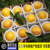 禾人平谷鲜桃 平谷鲜大桃平谷桃 脆甜平谷桃新鲜水果桃子礼盒装 黄金油桃10斤+【精品果特级装】 平谷产地直发