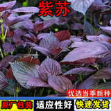 紫苏种子可食用蔬菜大叶野菜紫苏庭院阳台盆栽大棚四季种植菜种子 紫苏种子【5包 约1500粒】