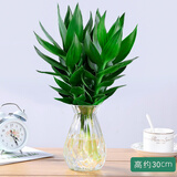 缤贤观音竹富贵竹水培植物带根绿植办公室内盆栽转运竹带好养水养玻璃 观音竹(随机颜色钻石瓶)+营养液 带盆栽好