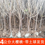 绿达果树苗南方种植车厘子树苗正宗樱桃树苗车厘子大樱桃树苗 10年苗1棵装（庭院别墅推荐）