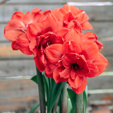 塔莎的花园朱顶红重瓣种球地栽球根花卉植物阿弗雷花孔雀源头直发包邮 双王 22-24 国产 其他