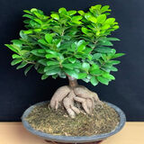 山头林村大型榕树S造型盆景盆栽室内风吹气根客厅植物人参老桩 大款人参榕(40-45cm高)