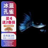 森悠（SARYOR）孔雀鱼纯种观赏鱼小型淡水好养热带鱼活体斑马金鱼凤尾鱼繁殖 冰蓝2对+1对防损【3公3母】