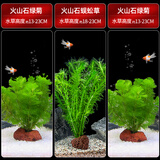 疯狂水草水草植物直接入缸火山石鱼缸造景植物蜈蚣草绿菊水草源头直发包邮