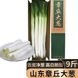 章丘特级大葱 山东大葱新鲜长葱白甜葱生吃东北正宗特产时令 5斤净葱