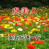 简雪花卉种子花籽四季种易活四季开花室外鲜花盆栽种植庭院室内多年生 虞美人种子1斤
