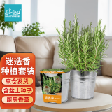 IAM City Farmer迷迭香DIY植物种植趣味盆栽厨房香草儿童桌面种植盆栽