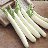 寿禾白蛋茄子苗蛋树白色茄子冬春季播种鸡蛋茄白圆茄瓜寿光种籽菜籽 白雪公主长茄种子100粒