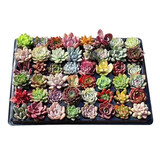 春草碧多肉植物盆栽老桩24款入门肉肉迷你多肉办公室内阳台桌面绿植花卉 精选多肉10颗不含盆