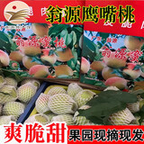 广东翁源鹰嘴桃连平 甜桃子 甜脆爽口 精品5斤（单果150g以上）礼盒箱
