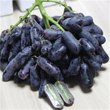澳洲金手指黑提无籽提子葡萄长型美人指高档新鲜水果 5斤