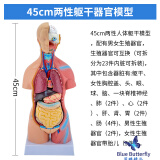 蓝蝶人体结构模型医学仿真内脏解剖器官3d可拆卸拼装躯干儿童科教玩具 B款45cm两性躯干可拆23部件