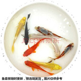 贝冠奇金鱼活体观赏鱼冷水鱼锦鲤小金鱼宠物活鱼包邮草金鱼小型鱼苗 混搭8条颜色随机（5-8厘米）