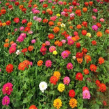 霁帆耐寒花种多年生野花组合种子四季开花花籽庭院易种活室外花卉 混色百日草半斤