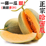 粤迎正宗海南哈密瓜新鲜水果疆西州蜜瓜25号生鲜瓜一整箱甜瓜包邮 净4.5-5斤精选果【单果600g+】