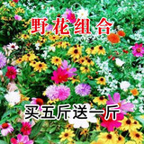 简雪花卉种子花籽四季种易活四季开花室外鲜花盆栽种植庭院室内多年生 野花组合种子1斤