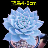 纳格兰特玉莲 新款多肉植物 超萌多肉组合绿植盆栽花卉肉肉植物 蓝鸟4-6公分 含盆土