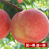 花幽谷【两株装】嫁接桃树苗盆栽地栽庭院阳台桃花桃子久保阳山树苗南方 大久保桃当年结果【四年苗两株】 81cm(含)-110cm(含)