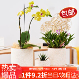 漫生活 北欧花盆3件套(带托盘)口径10.5/13.5/16.5套装陶瓷盆花盆金丝白