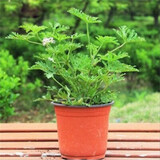 驱蚊草盆栽 香草植物 卧室绿植花卉 驱赶蚊子 驱蚊草苗 小苗