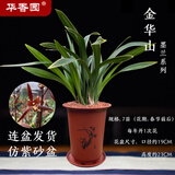 华香园绿植花卉兰花苗浓香墨兰【金华山】办公室内盆栽盆景耐阴植物多肉 金华山7苗带盆(红色盆)不带花苞