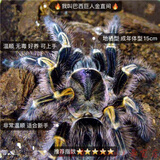 网红宠物蜘蛛爬虫巴西所罗门金直间智利火橙巴布温顺好养 巴西巨人金直间2-3cm(含套装)