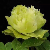 绿达牡丹花苗盆栽大苗洛阳正宗带花苞牡丹花种四季重瓣花卉牡丹花树苗 牡丹苗御衣黄（3-6枝条）+肥料1