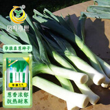 凤鸣雅世蒜苗韭葱种子种青蒜洋蒜苗洋大蒜四季蔬菜籽华旗韭葱种子10克