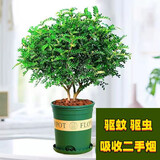 驱蚊虫清香木盆栽净化空气植物客厅防蚊植物正宗胡椒木花卉 清香木10年苗+加仑盆