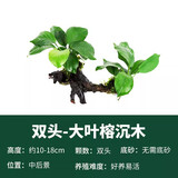 疯狂水草竹节草水草植物净化水质懒人鱼缸造景套餐直接入缸真水草种植环 双头大叶榕