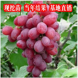 葡萄树苗南方北方种植树水果树苖蓝宝石葡萄苗果树果苗盆栽地栽爬藤当年结果 红提葡萄苗当年结果