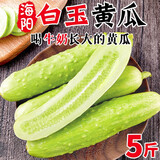 土地母亲计划 圣女果水果黄瓜小柿子千禧小西红柿茄瓜果小黄瓜小青瓜代餐轻食 5斤 白玉黄瓜【SF速达】